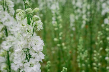 Wick, Pershore, Worcest 'teki renkli Delphinium çiçekleri tarlası