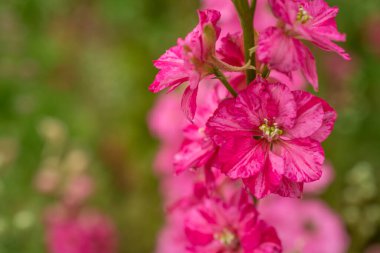 Wick, Pershore, Worcest 'teki renkli Delphinium çiçekleri tarlası