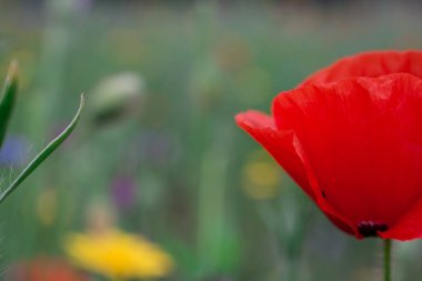 Yaban çiçekleri tarlasında gelincikler ve çiçek 