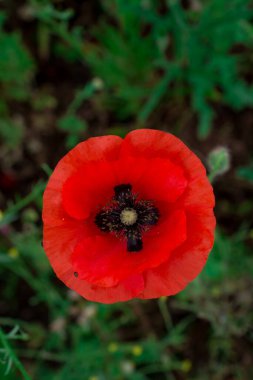 Yaban çiçekleri tarlasında gelincikler ve çiçek 