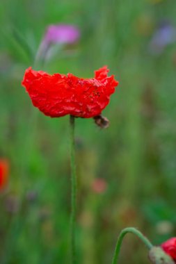 Yaban çiçekleri tarlasında gelincikler ve çiçek 