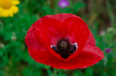 Yaban çiçekleri tarlasında gelincikler ve çiçek 