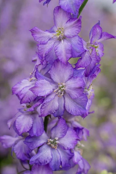 Champ Fleurs Delphinium Colorées Wick Pershore Worcest — Photo