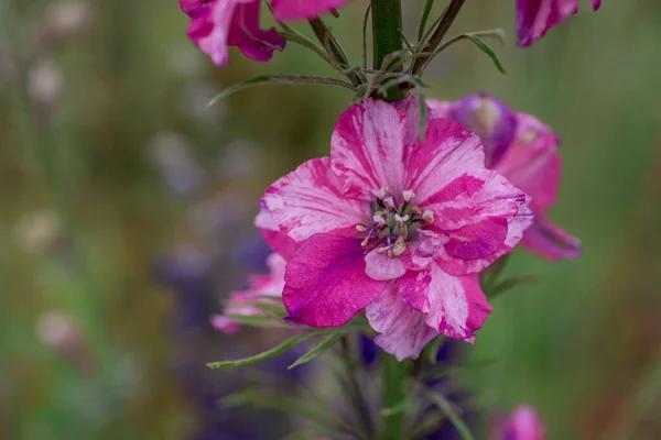 ウィック パーショア ワーストのカラフルなデルフィニウムの花のフィールド — ストック写真