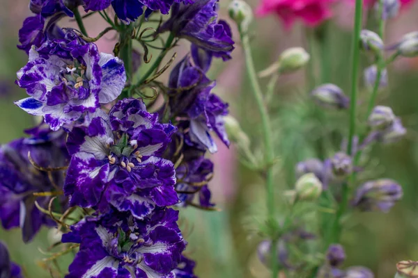 Fält Färgglada Delfinblommor Wick Pershore Worcest — Stockfoto