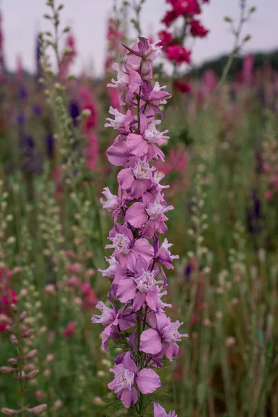 Campo Flores Coloridas Delphinium Wick Pershore Worcest — Fotografia de Stock