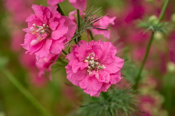 ウィック パーショア ワーストのカラフルなデルフィニウムの花のフィールド — ストック写真