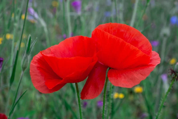 Amapolas Acianos Campo Flores Silvestres —  Fotos de Stock