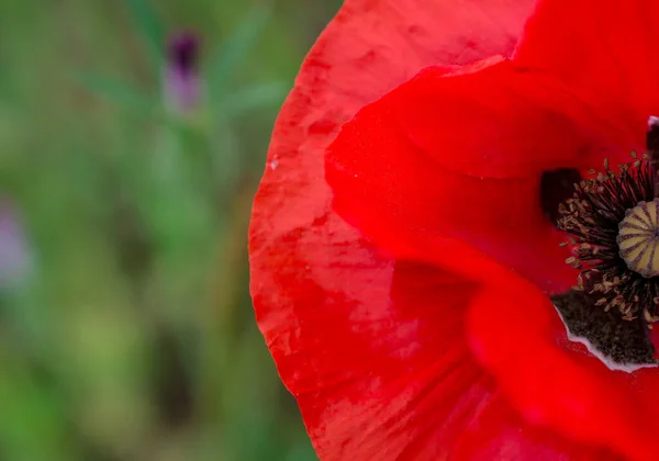 Amapolas Acianos Campo Flores Silvestres — Foto de Stock