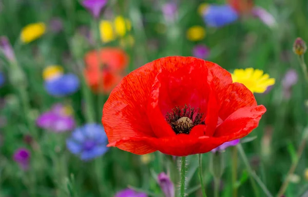 Poppies Korenbloemen Een Veld Van Wilde Bloemen — Stockfoto