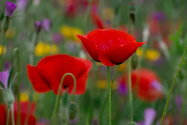 Poppies Korenbloemen Een Veld Van Wilde Bloemen — Stockfoto