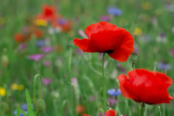 Poppies Korenbloemen Een Veld Van Wilde Bloemen — Stockfoto