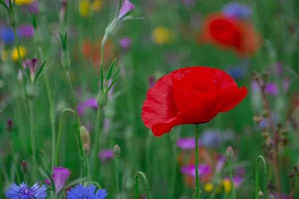 Amapolas Acianos Campo Flores Silvestres —  Fotos de Stock