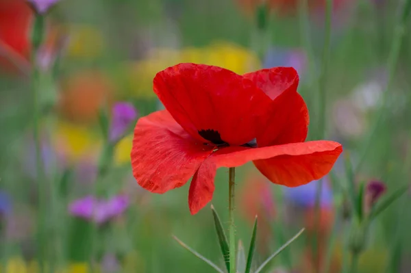 Amapolas Acianos Campo Flores Silvestres —  Fotos de Stock