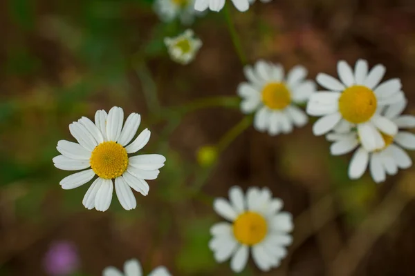 White Daisy Flowers Blooming Closeup Image — Stock Photo, Image