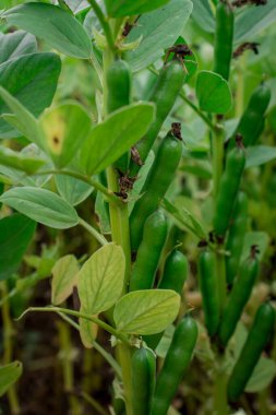 Bitki sapında hasat için hazır fasulyeler..