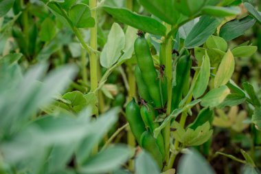 Bitki sapında hasat için hazır fasulyeler..