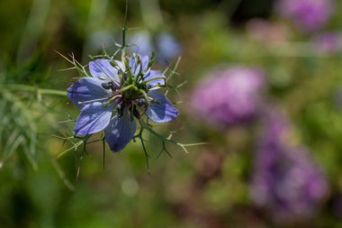 Kır çiçeklerinin arasında pembe çiçekler