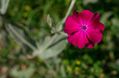 Kır çiçeklerinin arasında pembe çiçekler