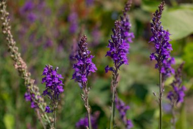 Kır çiçeklerinin arasında pembe çiçekler