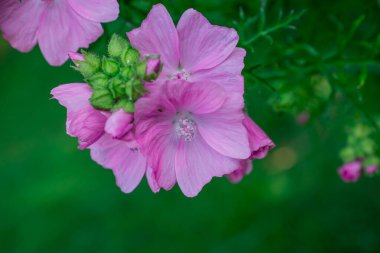Kır çiçeklerinin arasında pembe çiçekler
