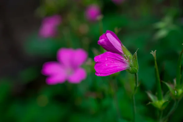 Fleurs Roses Dans Champ Fleurs Sauvages — Photo