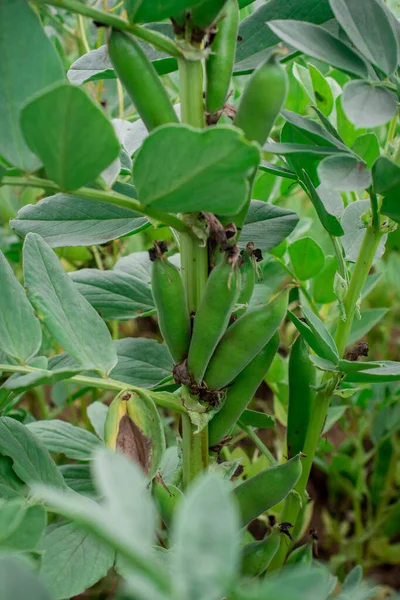 在植物茎上准备收割的蚕豆 — 图库照片