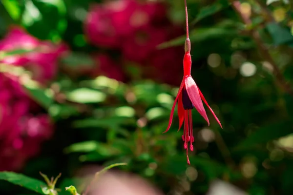 Rosa Fucsia Trädgården — Stockfoto