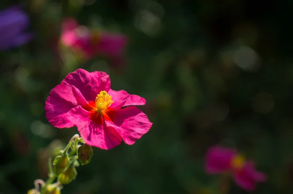 Fleurs Roses Dans Champ Fleurs Sauvages — Photo