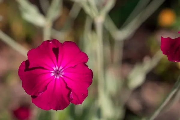 Fleurs Roses Dans Champ Fleurs Sauvages — Photo