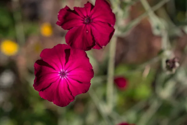 Fleurs Roses Dans Champ Fleurs Sauvages — Photo