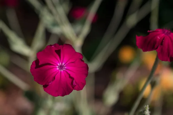 Rosa Blommor Ett Fält Vilda Blommor — Stockfoto