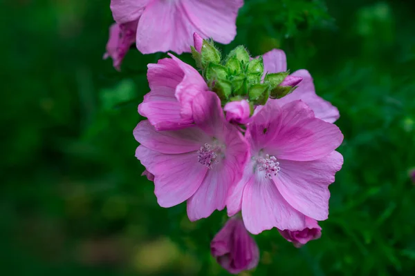 Růžové Květy Poli Divokých Květin — Stock fotografie