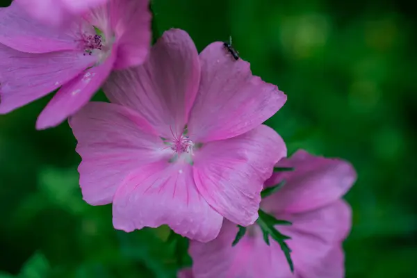 野の花にピンクの花を咲かせ — ストック写真