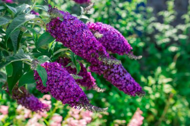 Kır çiçeklerinin arasında pembe çiçekler