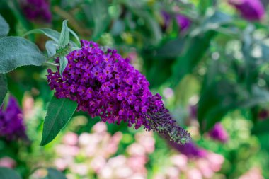 Kır çiçeklerinin arasında pembe çiçekler