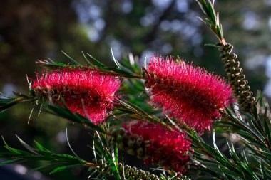 Kır çiçeklerinin arasında pembe çiçekler