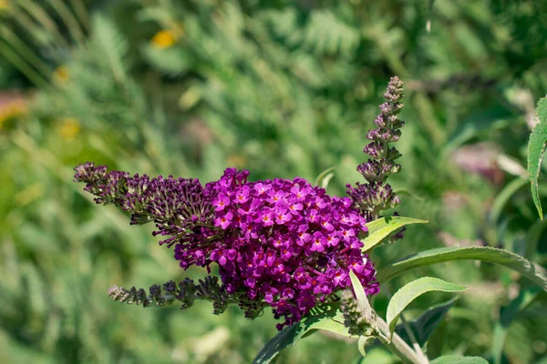 Pink Flowers Field Wildflowers — Stock Photo, Image