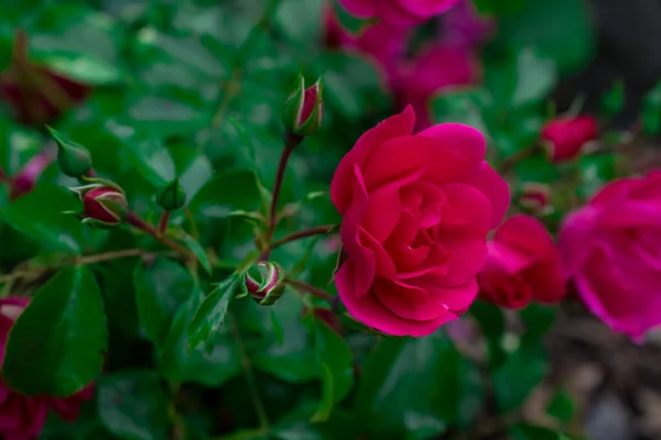 Růžové Květy Poli Divokých Květin — Stock fotografie
