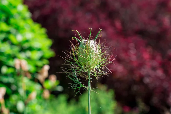 Vild Blomma Eller Ogräs Med Taggar Och Symbol För Skotska — Stockfoto