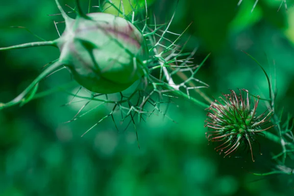 Vild Blomma Eller Ogräs Med Taggar — Stockfoto