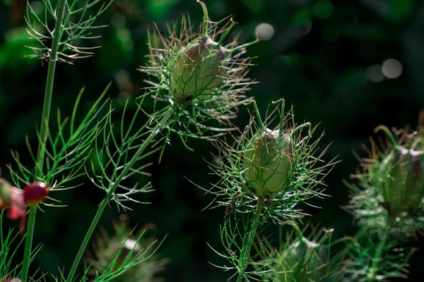 野生の花や雑草をスパイクで — ストック写真