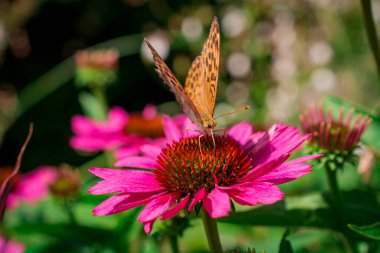 Bahçede yetişen güzel ekinezya purpurea çiçekleri. Seçici