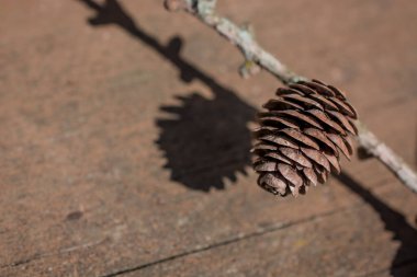 Arka planda güzel çam kozalakları. Kahverengi çam kozalakları yakın