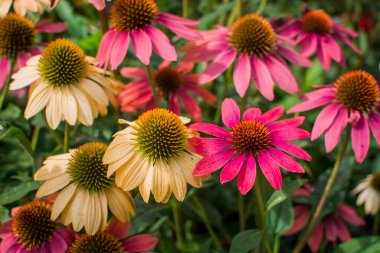 Bahçede yetişen güzel ekinezya purpurea çiçekleri. Seçici