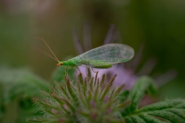 Dantelli fas çiçekleri, Phacelia tanacetifolia.