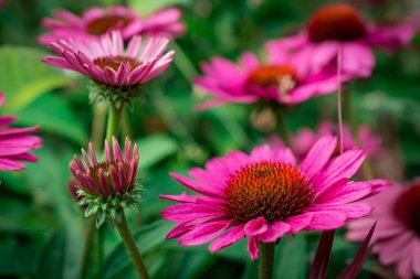 Bahçede yetişen güzel ekinezya purpurea çiçekleri. Seçici