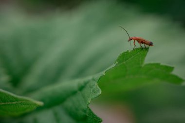 Böcek portresi asker yaprak sapında dinleniyor.