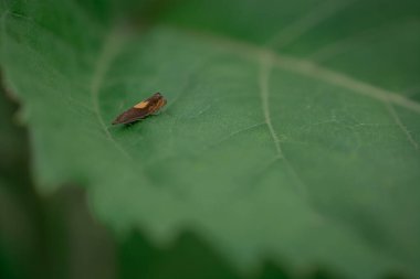 Böcek portresi asker yaprak sapında dinleniyor.