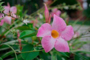 Makro fotoğraf küçük beyaz çiçekler yakın plan fotoğraf